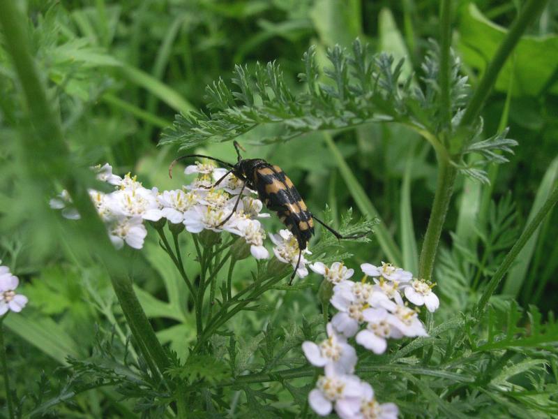 Coleotteri in Val di Tures